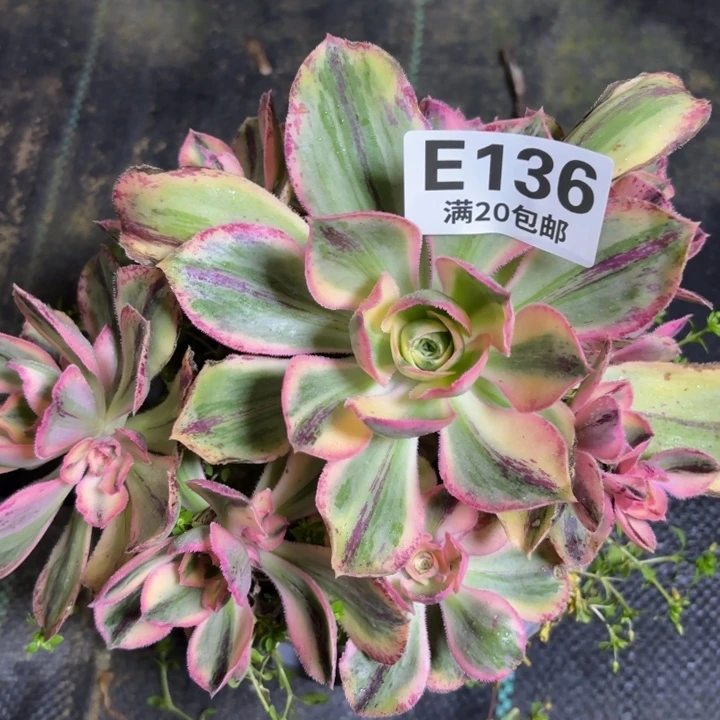 瑞妈一物一拍136