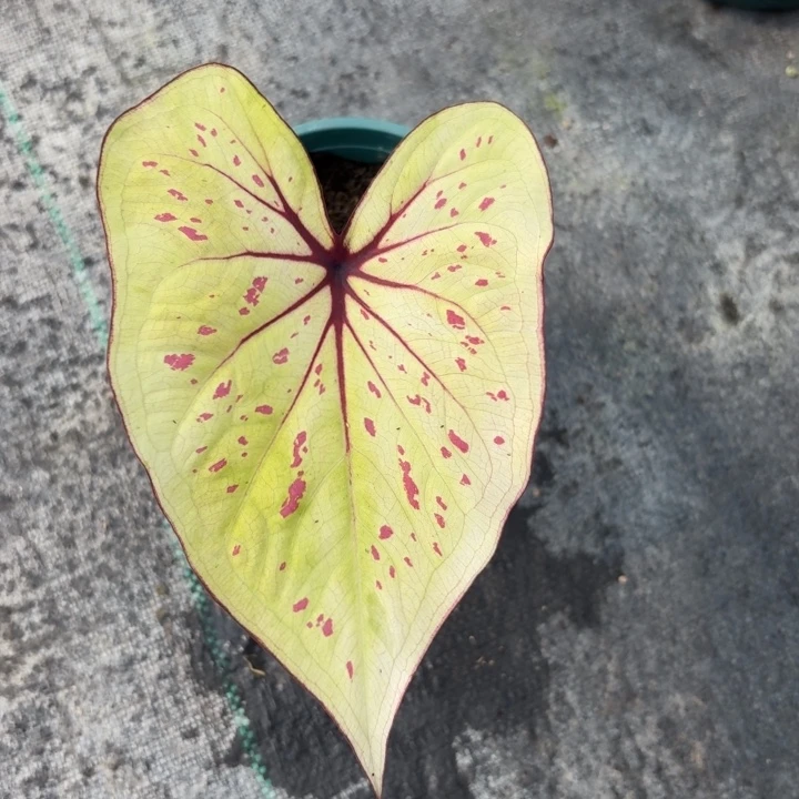 完全开放泰国彩叶芋