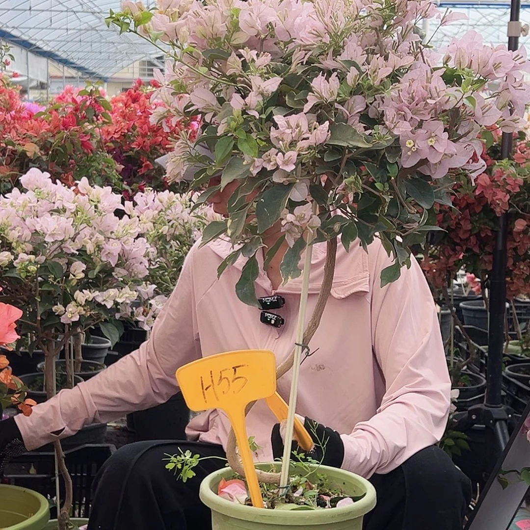 敏***姐大部分花苞少量开放H55苹果碟