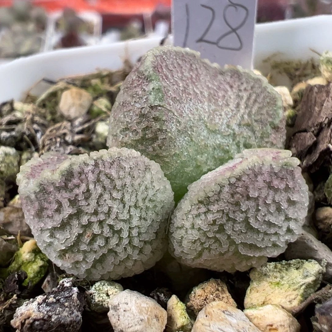 嫩绿色系冰晶颗粒款实生新品