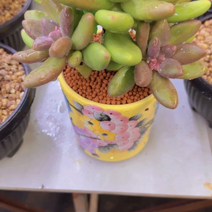 E*11多肉植物一物一拍