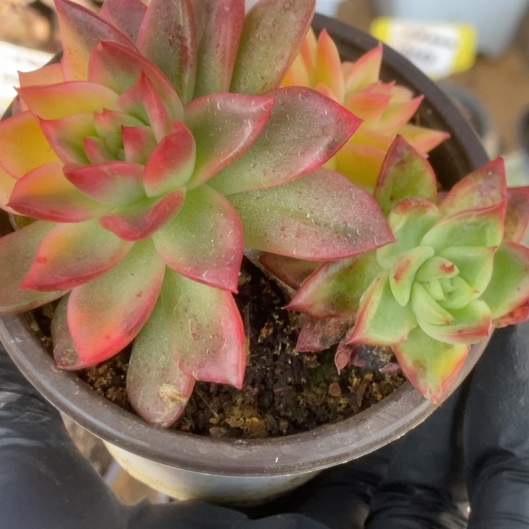 391福利红姑锦锦锦锦锦