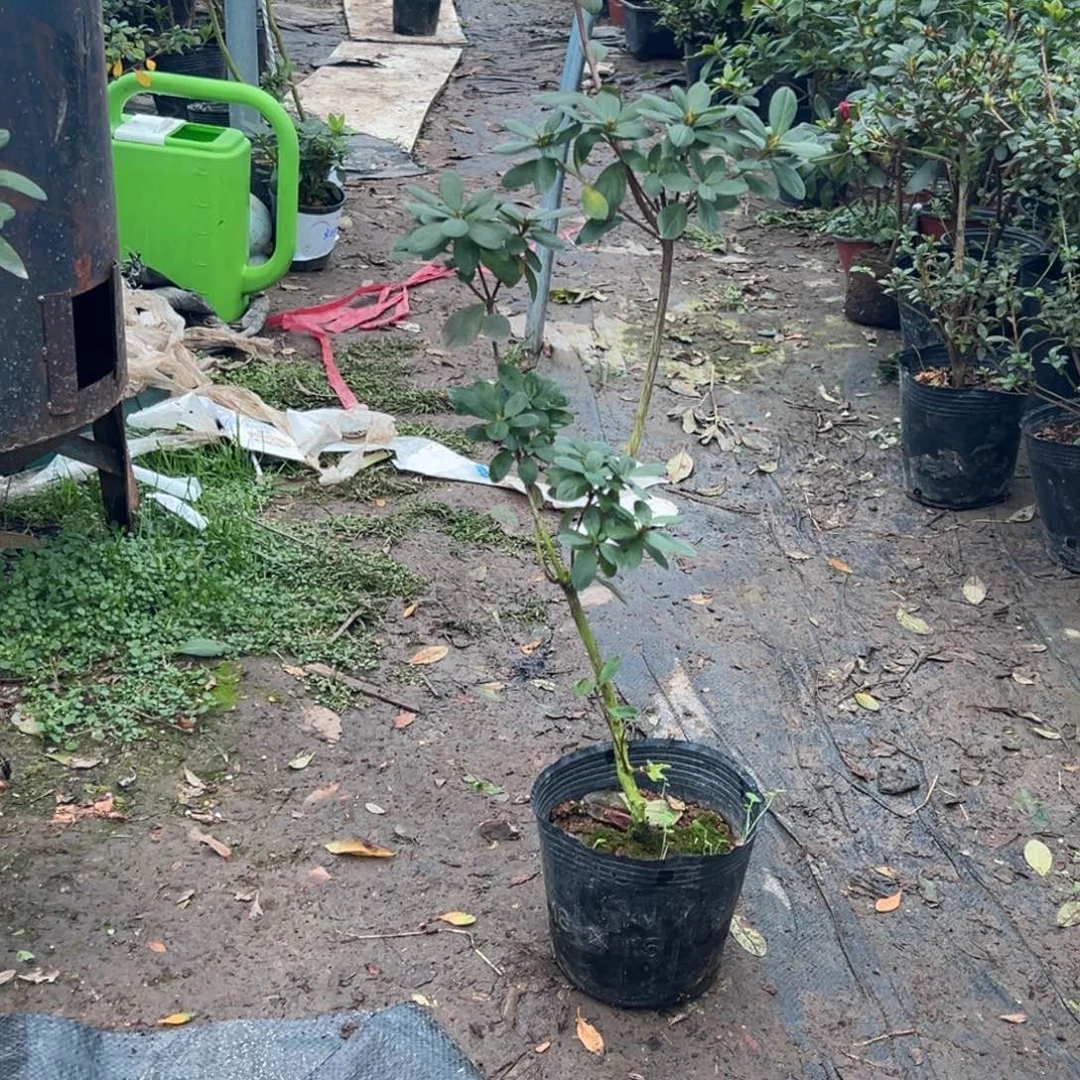 明***薇完全开放菲币朱砂杜鹃