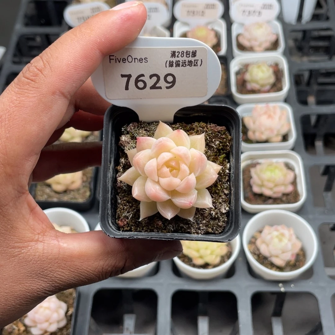 7629 麦秆3.5厘米
