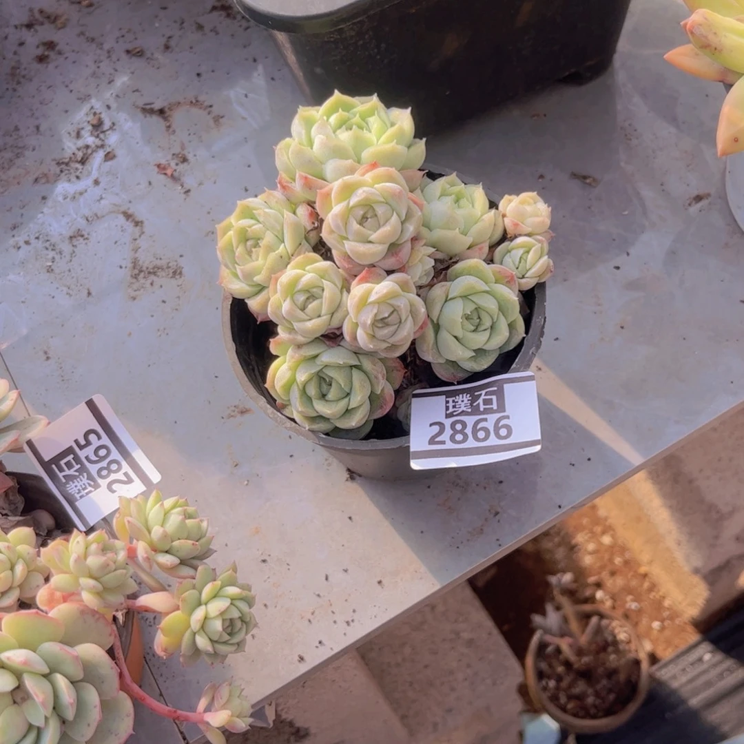 月影杂多肉植物2866