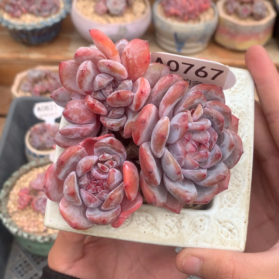 A0767 星影群缀 老桩 有砍 10cm