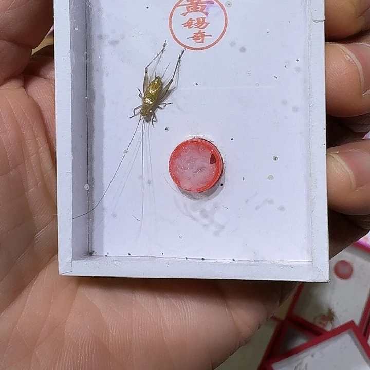 张***朋蟋蟀黄锡奇冬大黄蛉B级