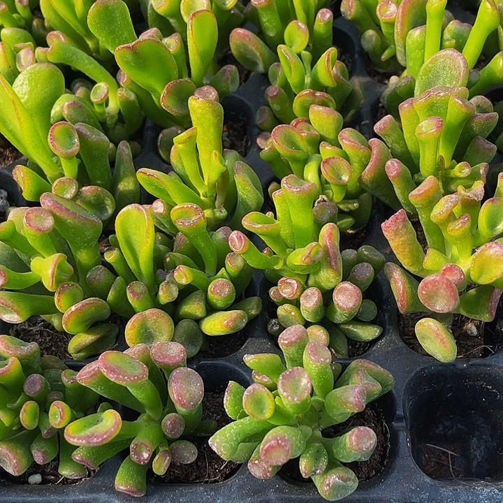 小西财树1元带土发货