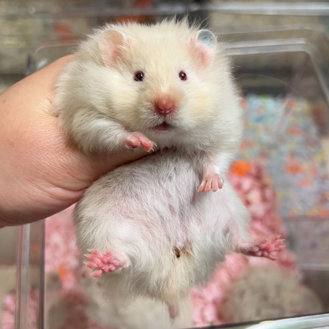 重点色直毛妹妹耳朵蓝色标记京东包邮