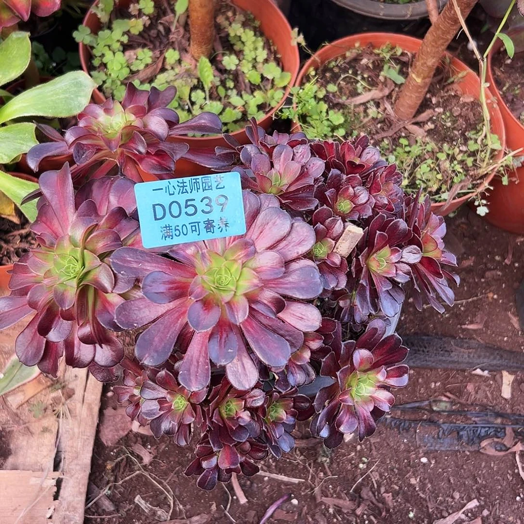 多肉植物多肉植物0539