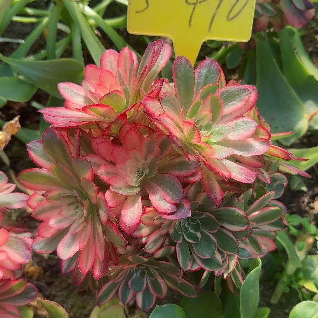 3-490---多头多肉植物