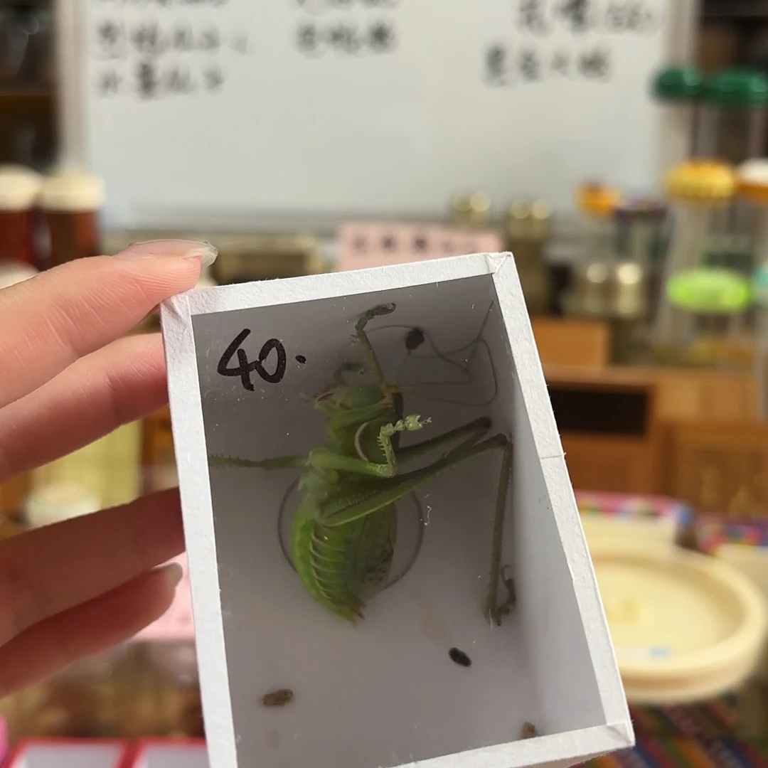 绿蝈蝈一条不包断须尾