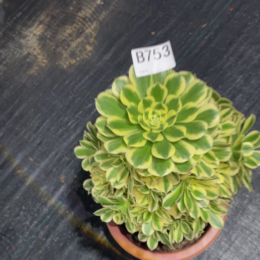 蓝***天迈巴赫多肉。    753