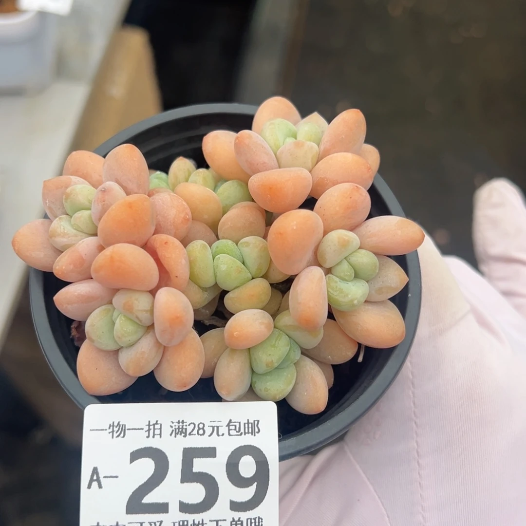 桔子洛神多肉多肉多肉多肉