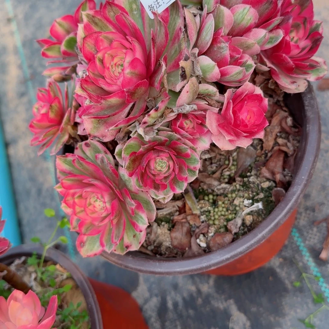 幸**庭5031倾城多肉多肉