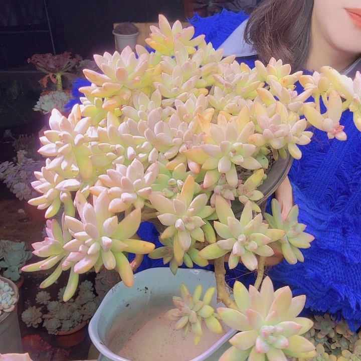 *****秋丽多肉植物福利处理
