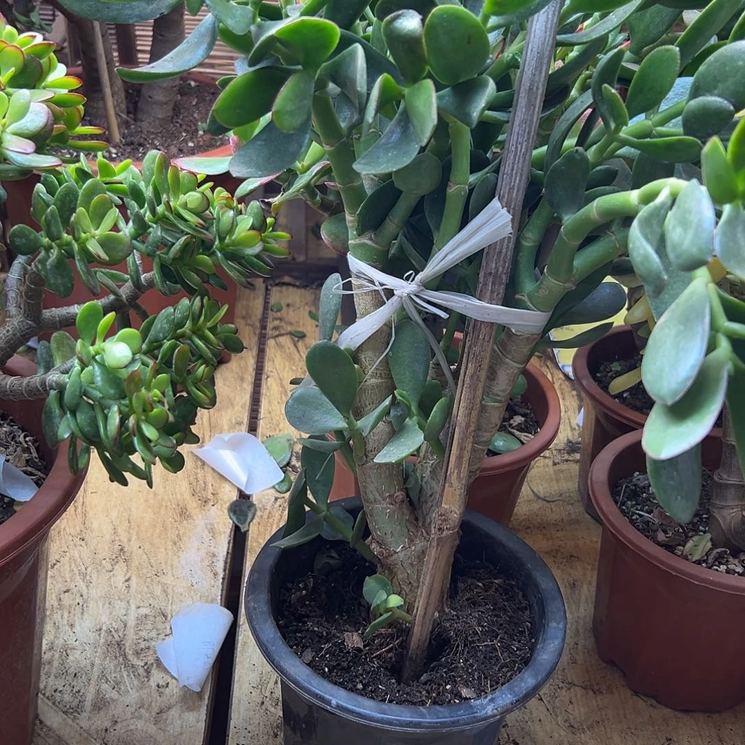 你****完全开放青叶玉树一物一拍