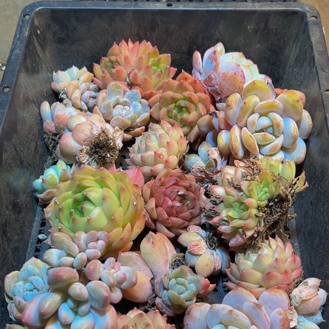 826多肉葡萄的价格是什么