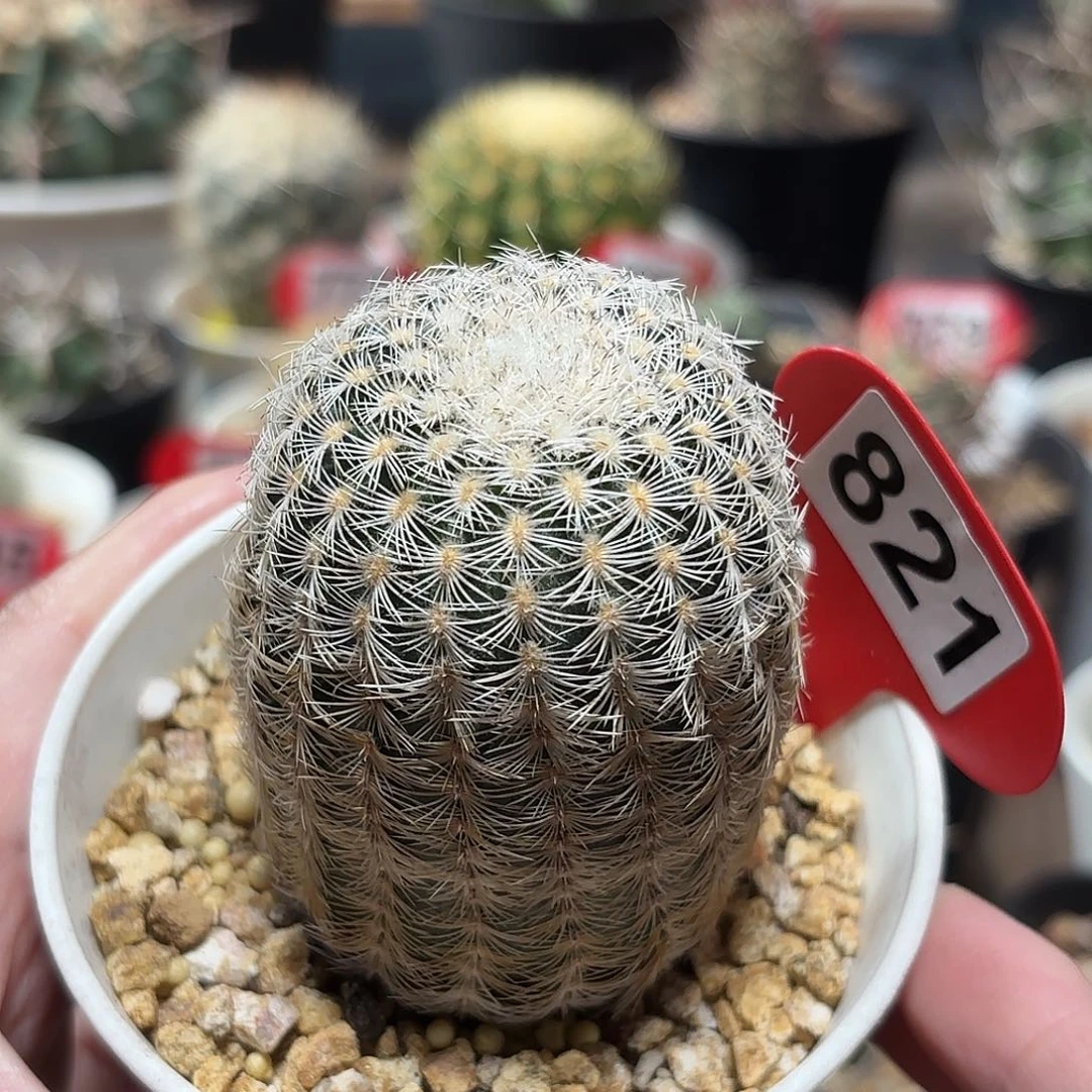 仙人球实生白元虾