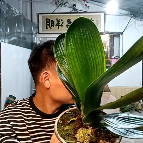 @水川张哥39元一宽麻油