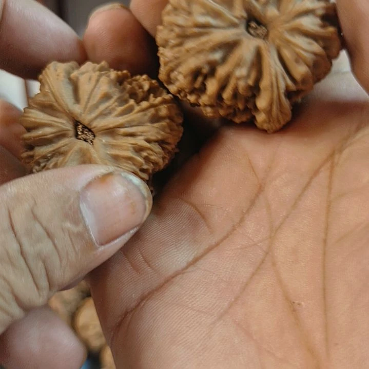 七***喜无花朵南疆石核桃无花
