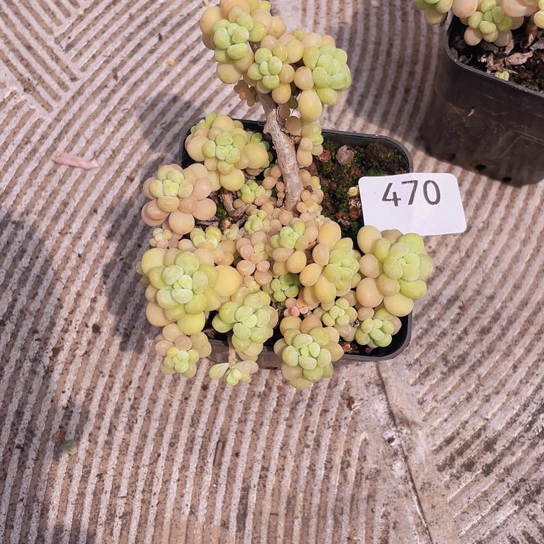 470。 洛可可。            量拍。