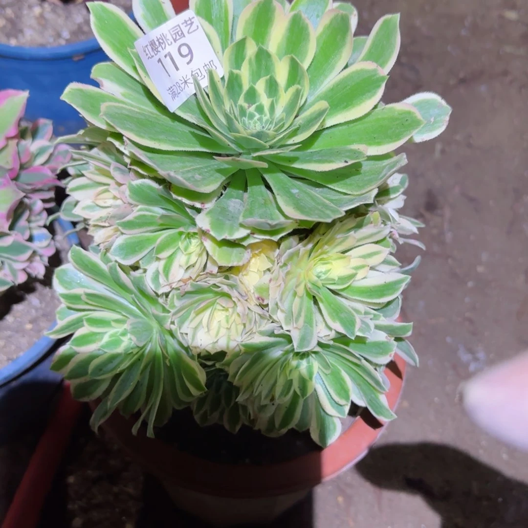 防花法师多肉119