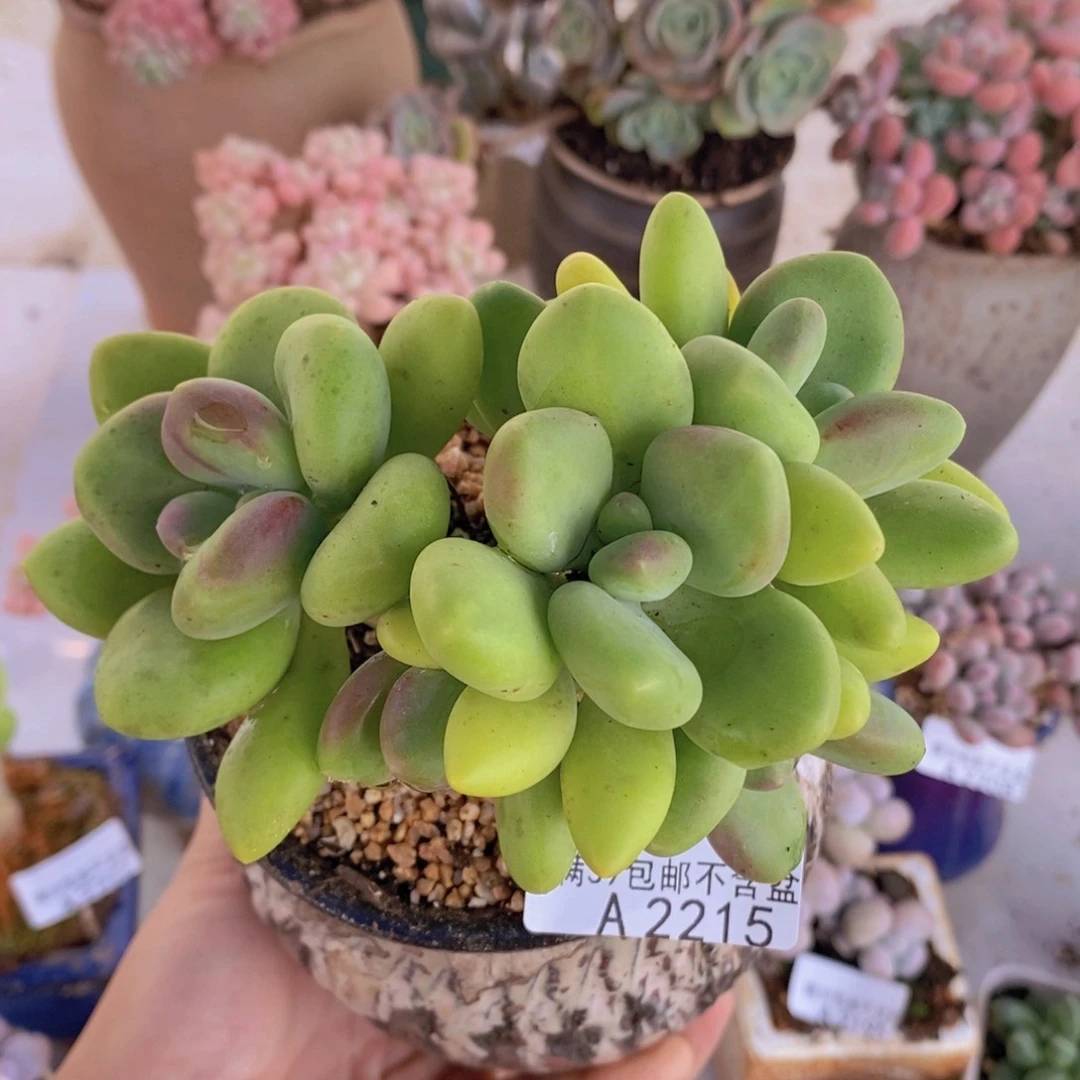 芒果奶12cm2215多肉植物