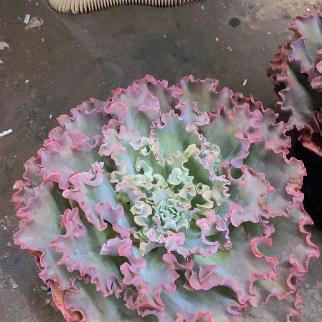 高沙之翁大单头老桩