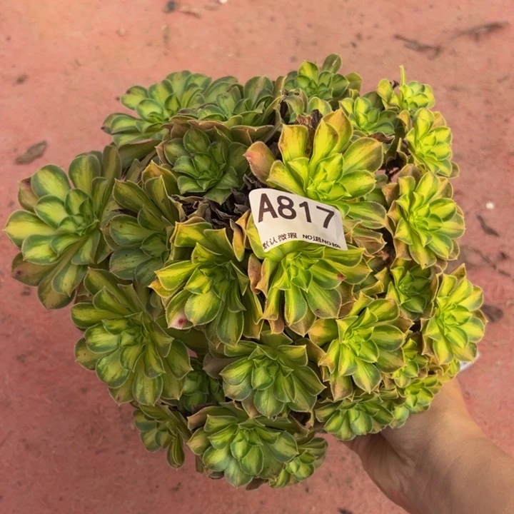 微瑕韶华多肉植物817.