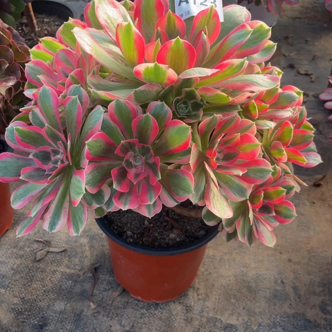 多肉植物粉女郎123多肉