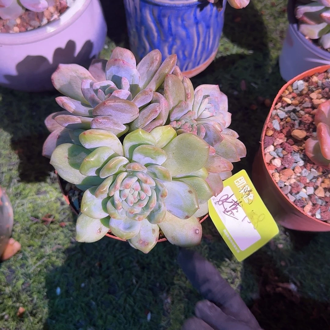 水***心橙梦露石化一颗脱土