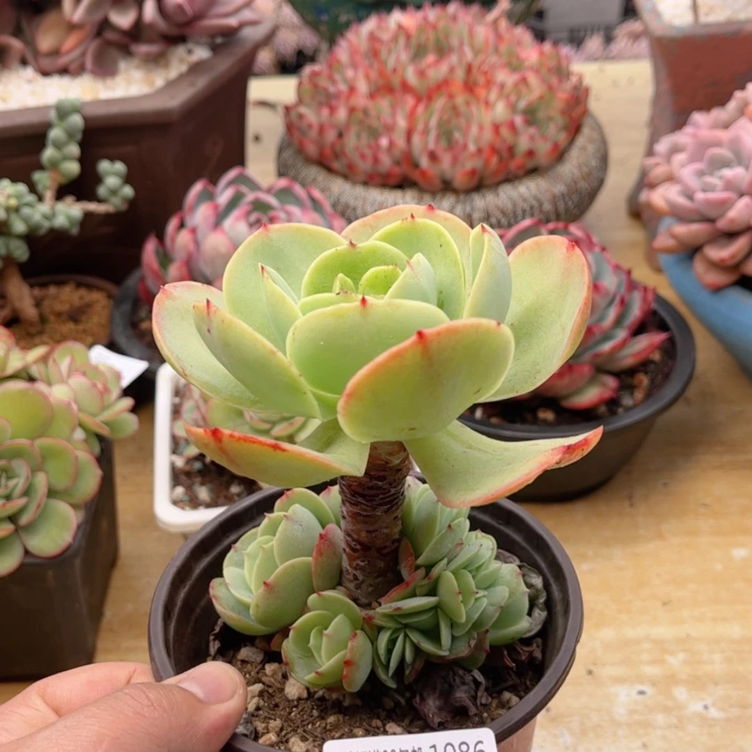 【闪购商品】1086碧桃