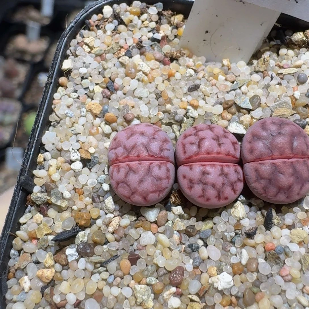 zzzz生石花肉锥800高特