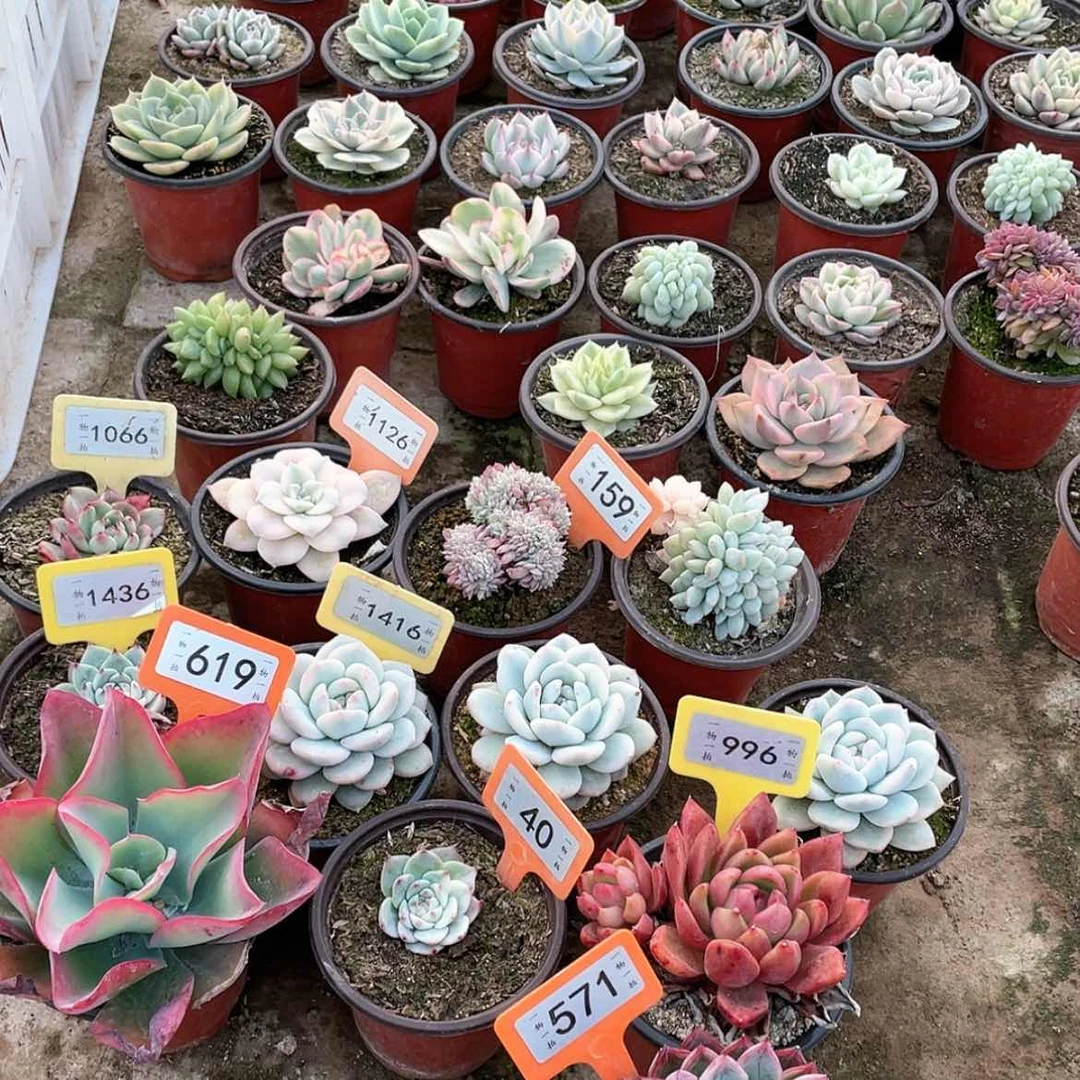 【闪购商品】指**舞571号