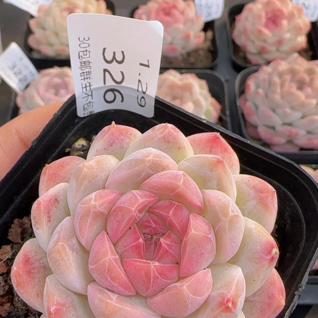 水果糖单头一颗脱土