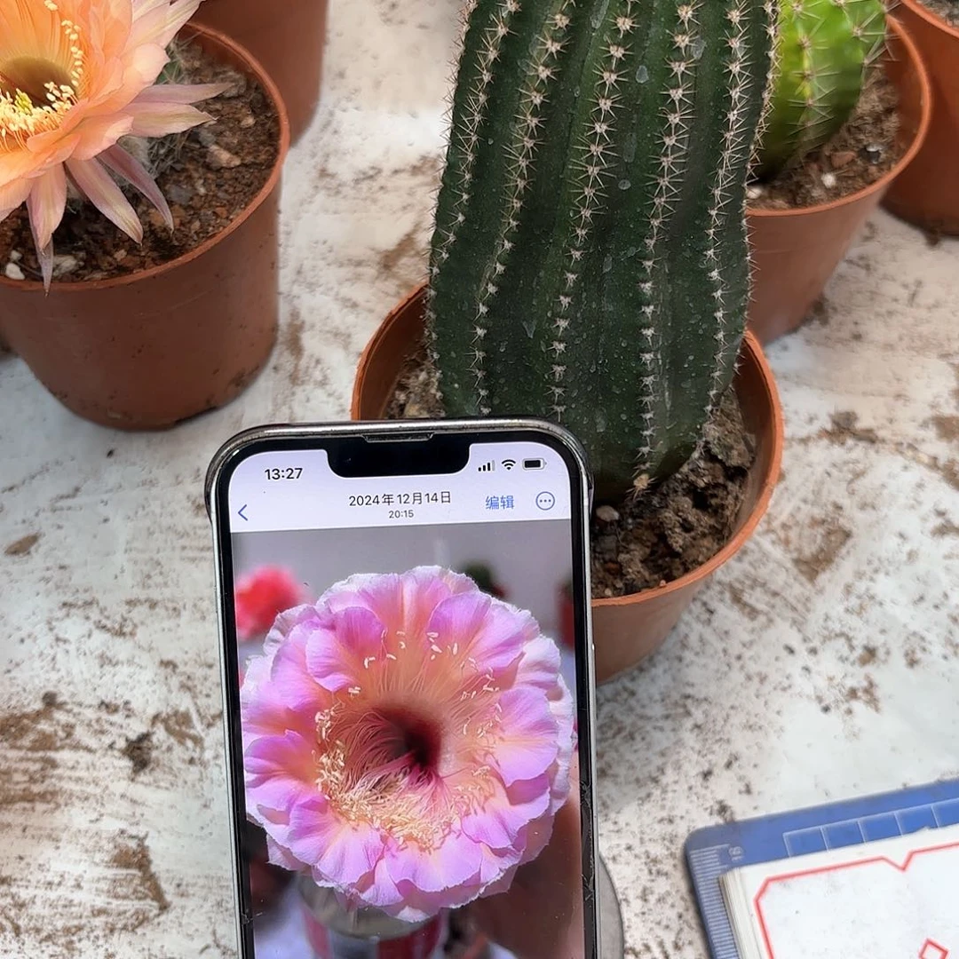 初*彩草48号6公分左右