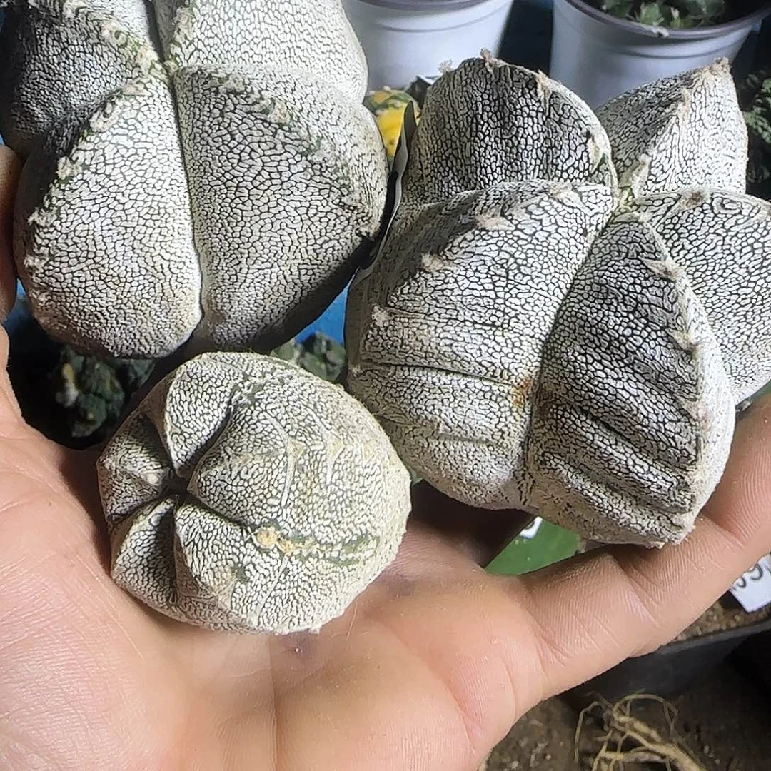 三个恩冢的433仙人球