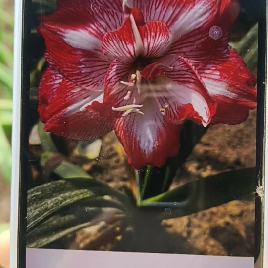 完全开放承诺4-5一颗