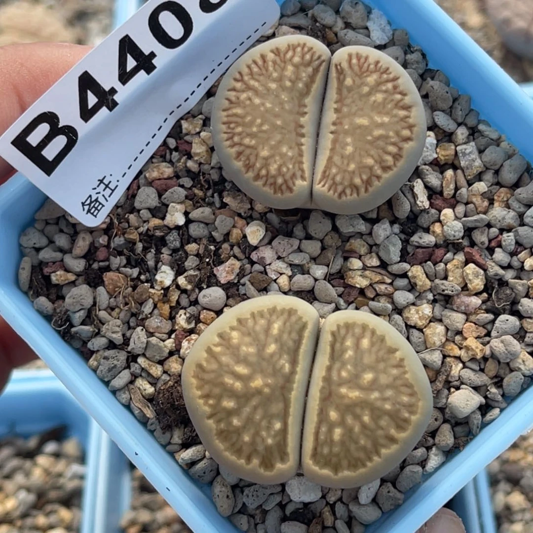 4408柠檬菊2颗尺寸3.0