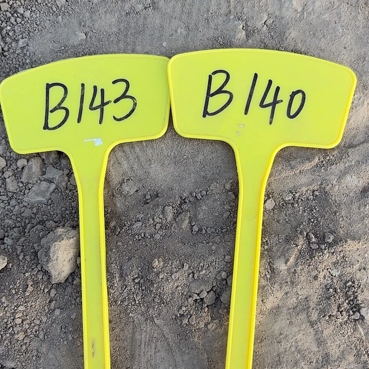 小*年B143,B140,cc156两颗