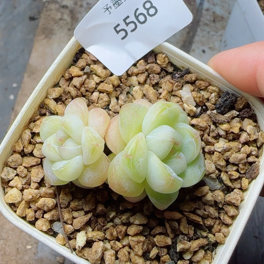 模特冰玉，5568多肉植物