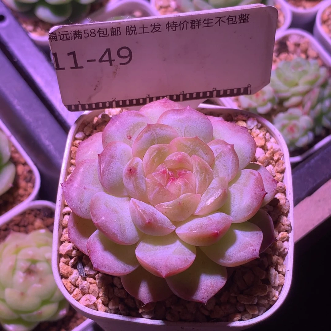 珍妮孤品精品多肉58包邮
