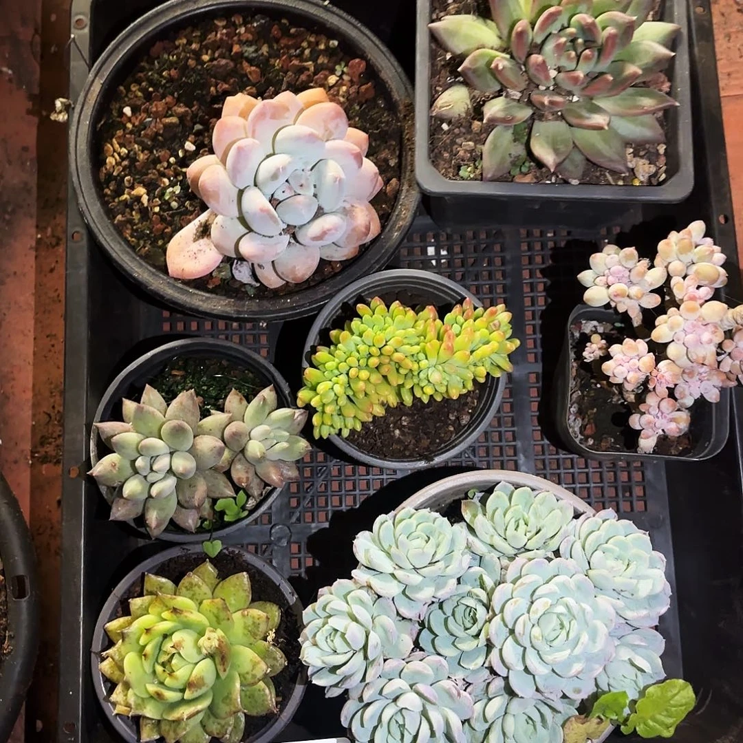 多肉植物框拍227号