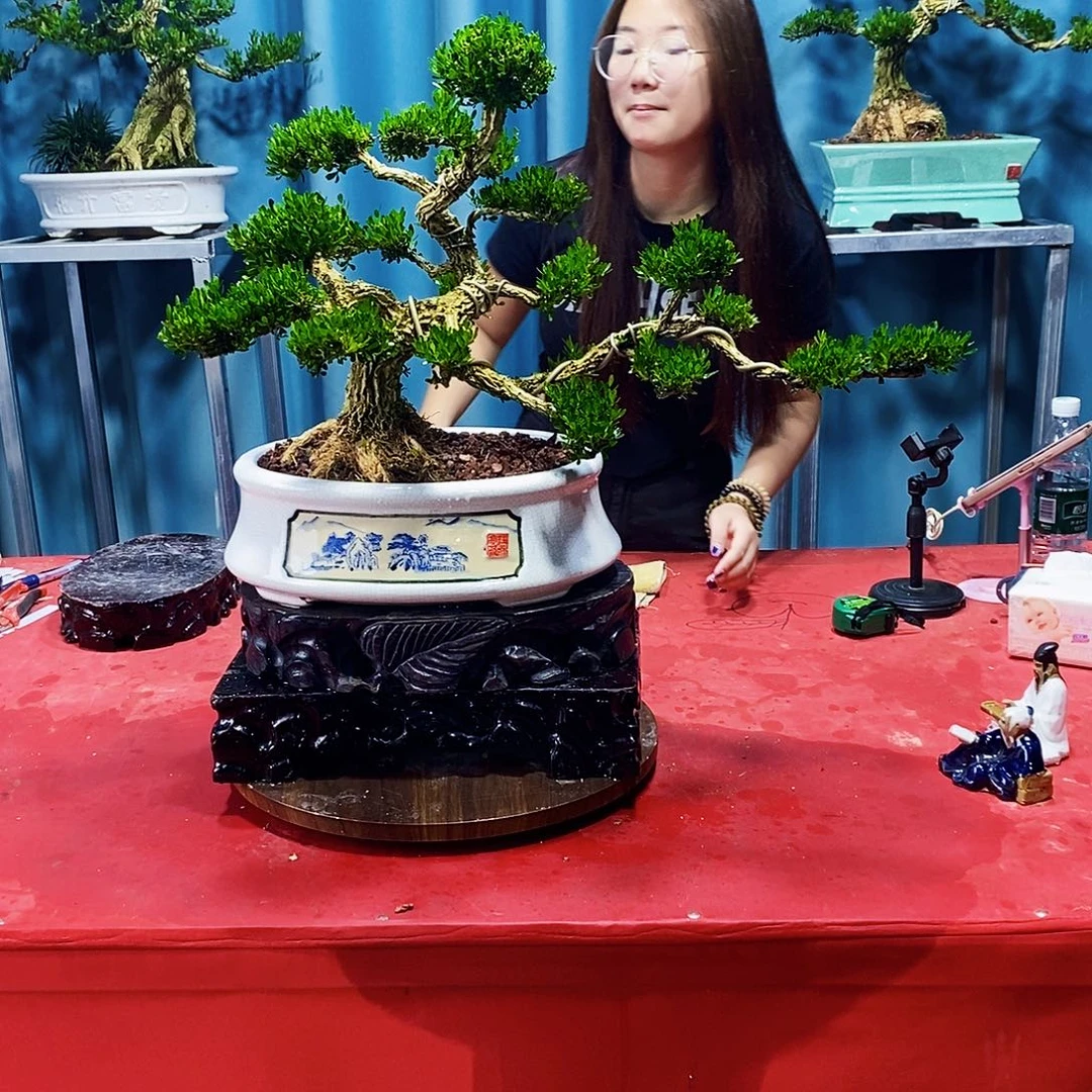 完全开放广东黄杨盆景