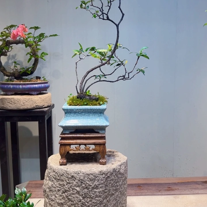 喜***双完全开放海岛春花