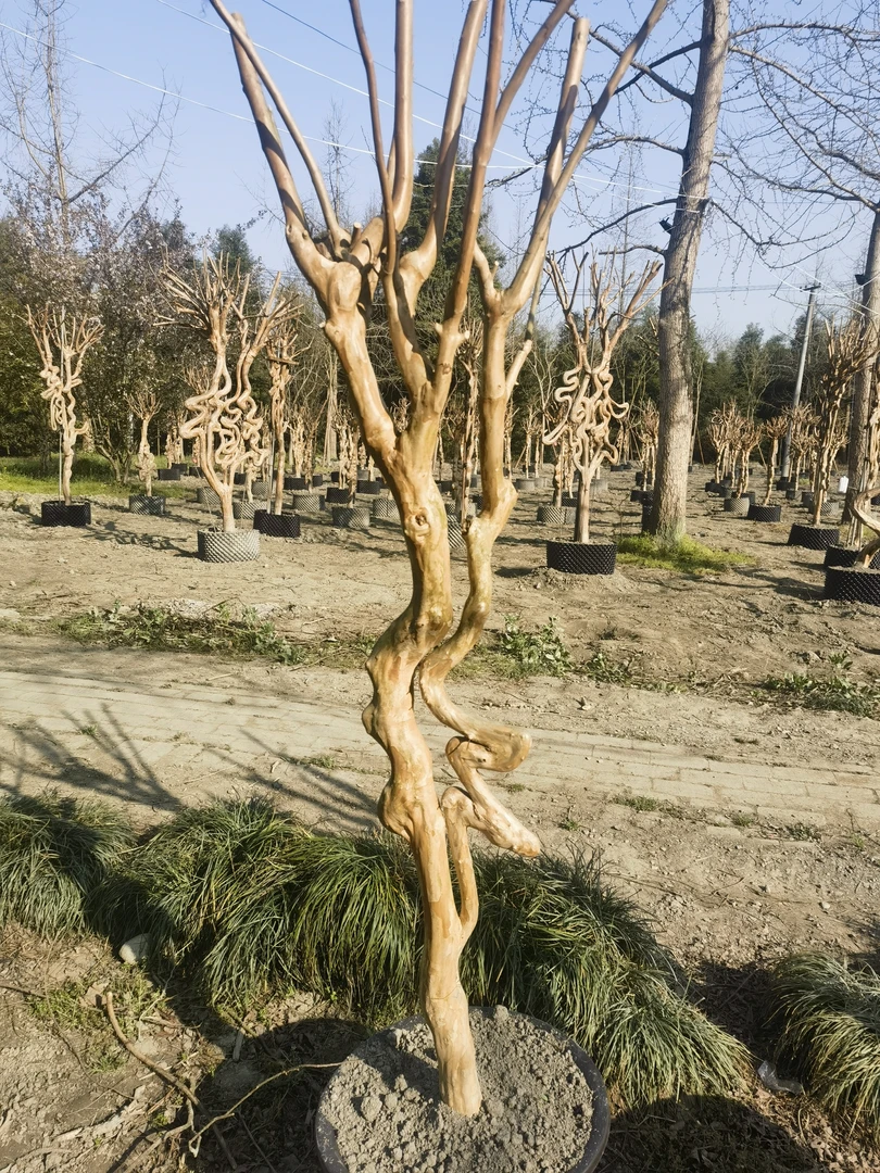 紫薇艺术品，一物一拍。