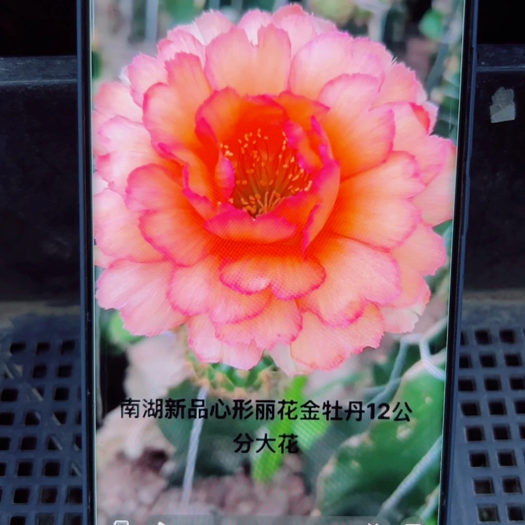 下25丽花金牡丹歪无根侧芽2一3公分左右20包邮