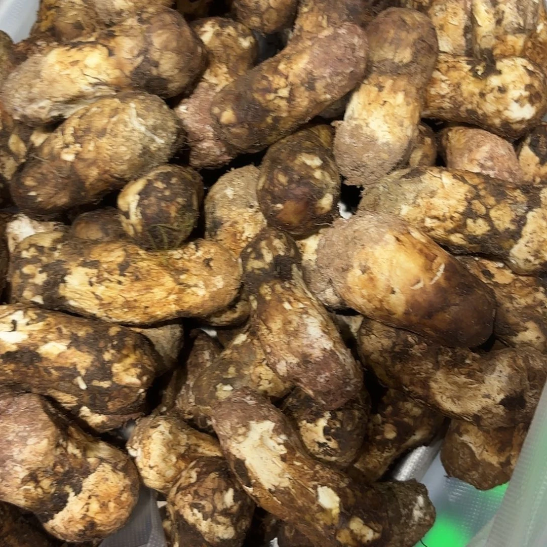 爱***）云南南华野生菌中国大陆