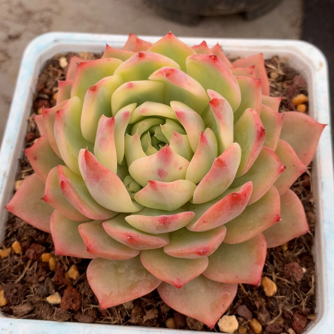 棱镜锦锦上园艺一物一拍